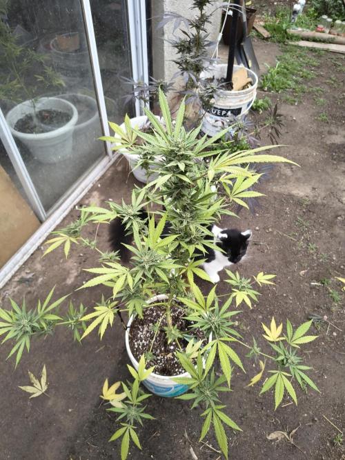 Cherry OG - University. Week 18 - Green one that also had LST and training