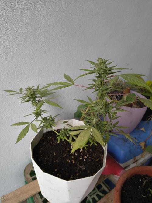 Purple Candy & Auto Mimosa - University. Week 18 - little one. this one was the accidental one.