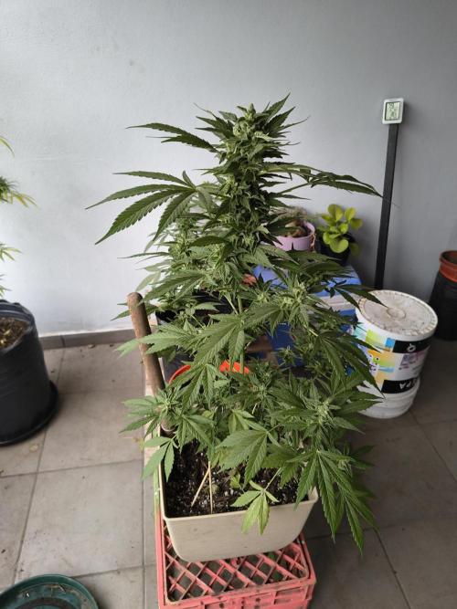 Purple Candy & Auto Mimosa - University. Week 18 - With 3 transplant but with  small pots