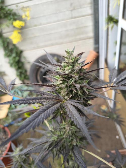 Purple Candy & Auto Mimosa - University. Week 18 - purple candy