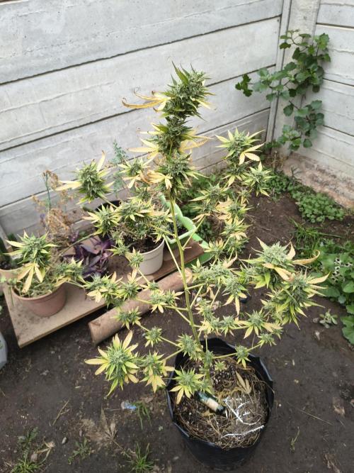 Purple Candy & Auto Mimosa - University. Week 18 - purple candy that only got 2 transplant.