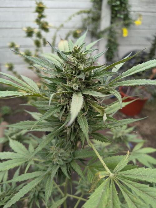 Purple Candy & Auto Mimosa - University. Week 18 - Green purple candy