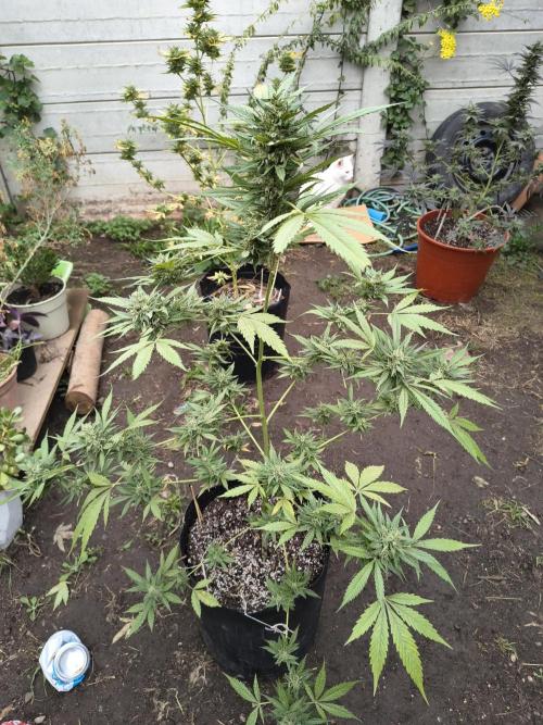 Purple Candy & Auto Mimosa - University. Week 18 - purple candy green ( 3 transplant at least)