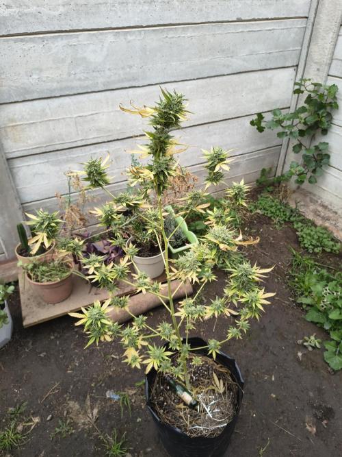 Purple Candy & Auto Mimosa - University. Week 18 - purple candy with only 2 transplant 
