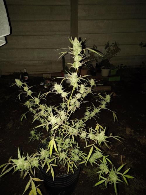 Purple Candy & Auto Mimosa - University. Week 18 - auto mimosa
