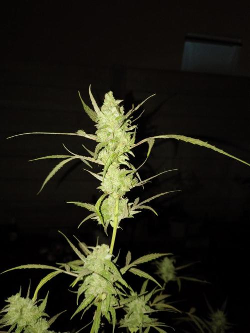 Purple Candy & Auto Mimosa - University. Week 18 - entering early harvest