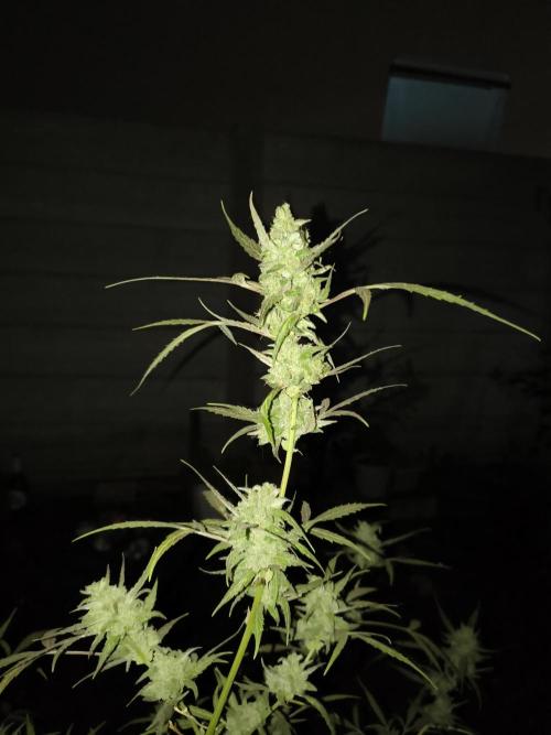 Purple Candy & Auto Mimosa - University. Week 18 - early harvest Time 