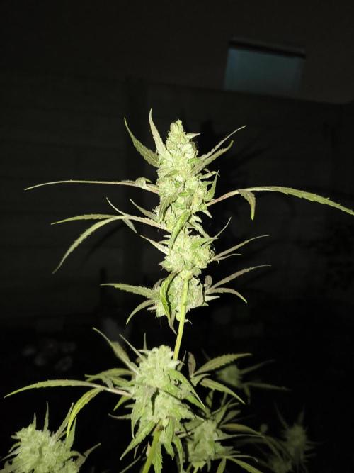 Purple Candy & Auto Mimosa - University. Week 18