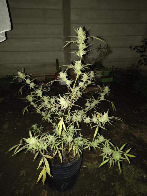 Purple Candy & Auto Mimosa - University. Week 18