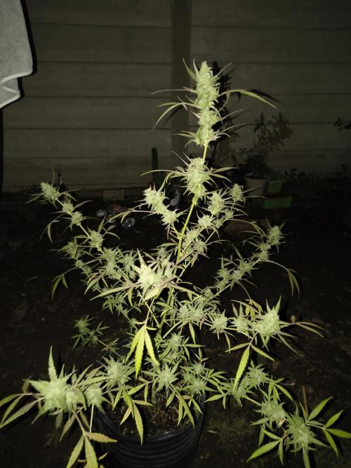 Purple Candy & Auto Mimosa - University. Week 18 - i think I could try another mimosa type of breed because i really like them
