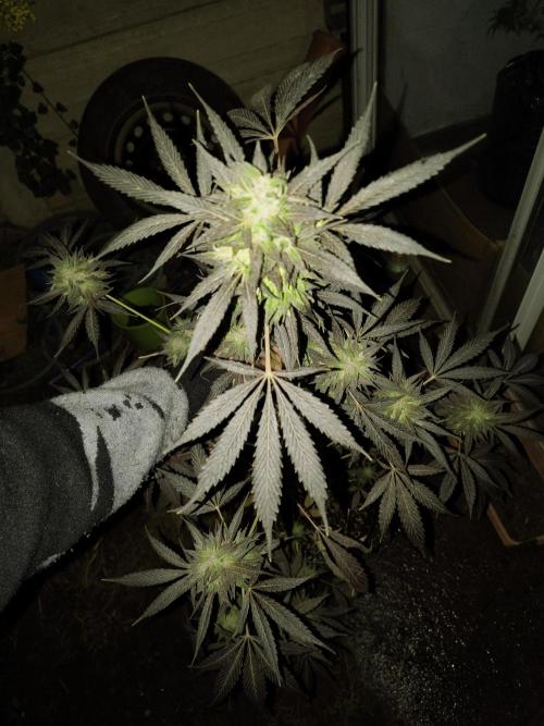Purple Candy & Auto Mimosa - University. Week 19 - purple candy 