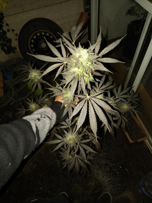 Purple Candy & Auto Mimosa - University. Week 19 - purple candy