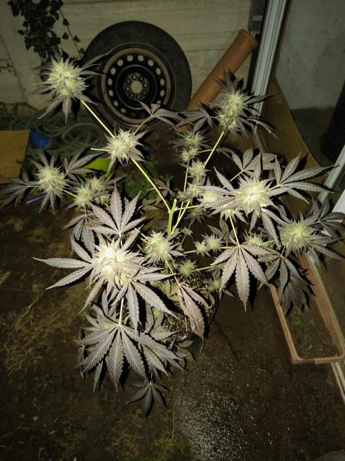 Purple Candy & Auto Mimosa - University. Week 19