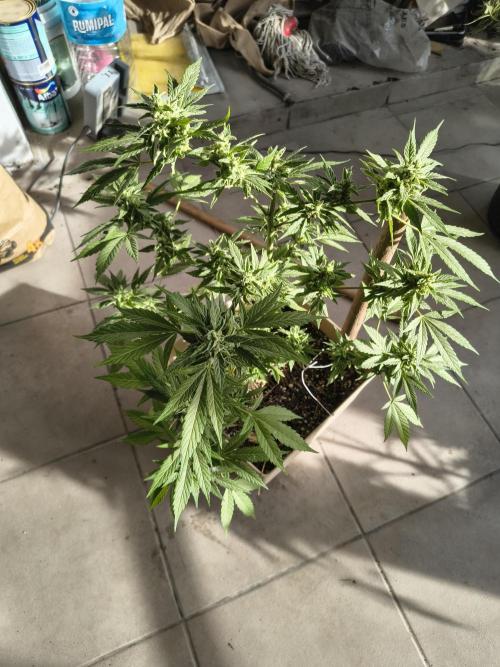 Purple Candy & Auto Mimosa - University. Week 19 - purple candy green