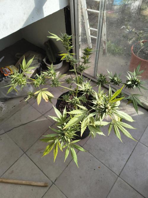 Purple Candy & Auto Mimosa - University. Week 19 - purple candy green 