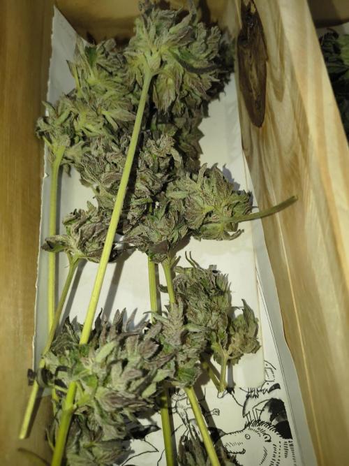 Purple Candy & Auto Mimosa - University. Week 21