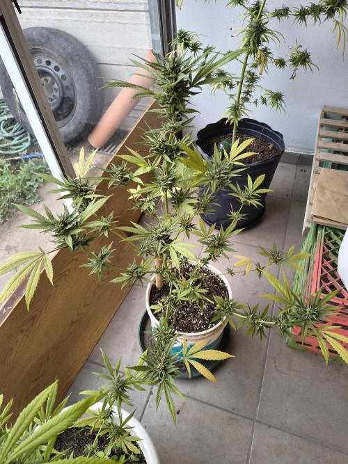 Cherry OG - University. Week 19 - green