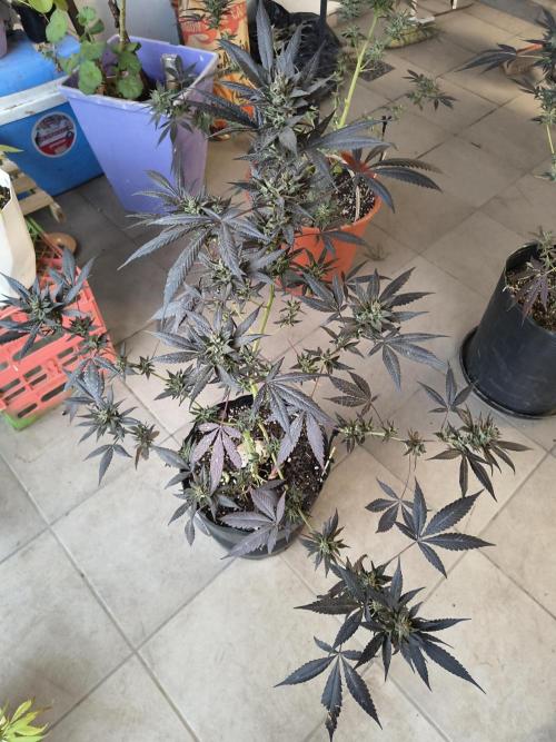 Cherry OG - University. Week 19 - violet