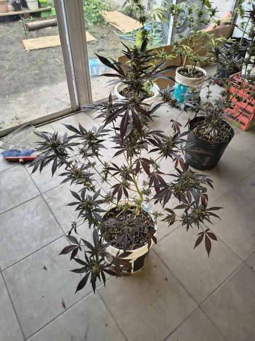 Cherry OG - University. Week 19 - black