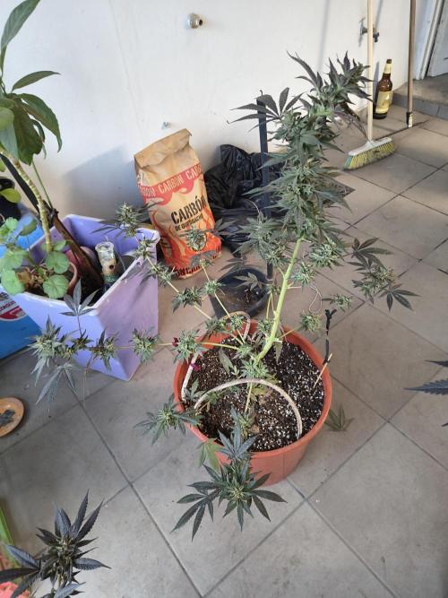 Cherry OG - University. Week 19 - purple green(this had some mildium problems)
