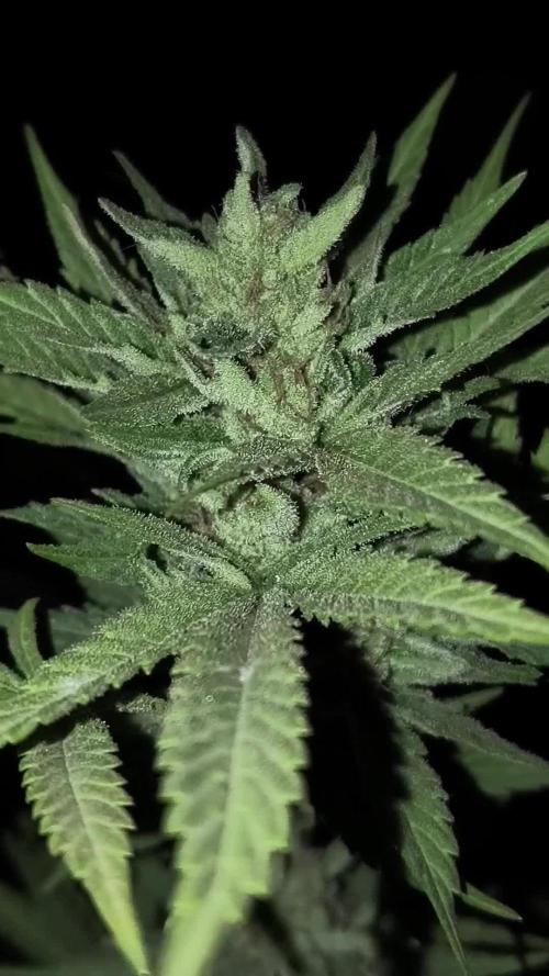 Parrilla 250w. Week 20