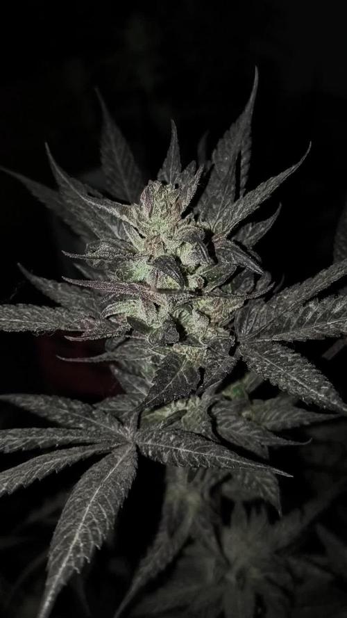 Parrilla 250w. Week 20