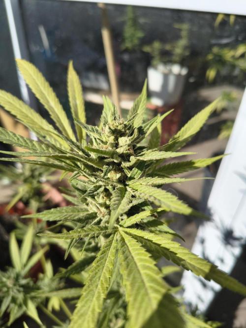 Cherry OG - University. Week 20