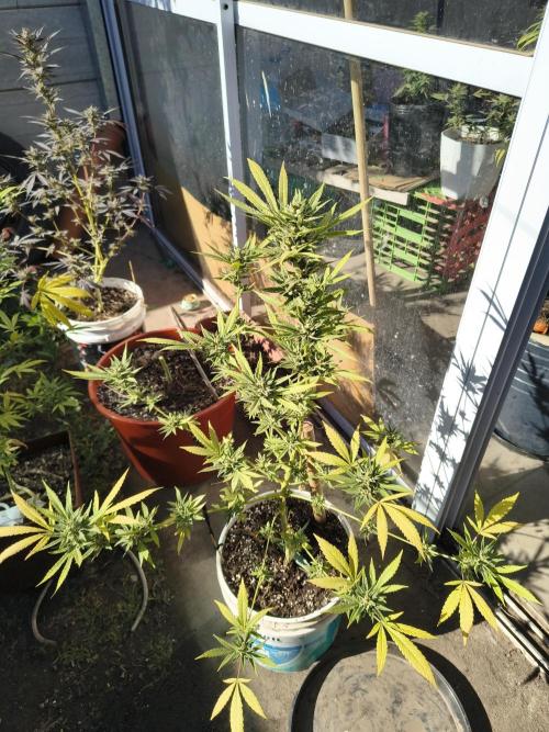 Cherry OG - University. Week 20