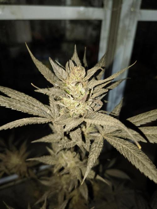 Cherry OG - University. Week 21 - cherry og purple