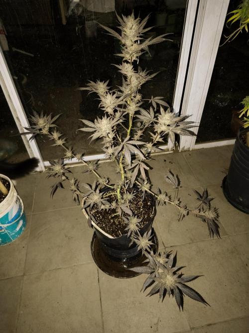 Cherry OG - University. Week 21 - blacky one