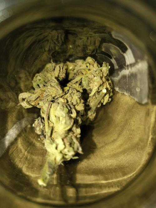 Cherry OG - University. Week 23 - first one that I harvest with 8 week of flowering 