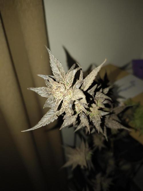 Cherry OG - University. Week 23 - second one I harvest