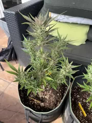 Apricot Auto - Outdoor - 420 Fast Buds