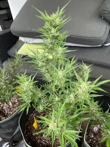 Sour Jealousy Auto - Outdoor - 420 Fast Buds