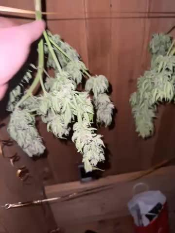 Gorilla Zkittlez Auto Outdoor - FastBuds