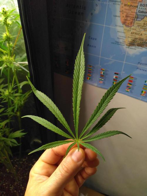 Panama Panama Haze Panama Malawi (ACE). Week 12 - Panama Haze
