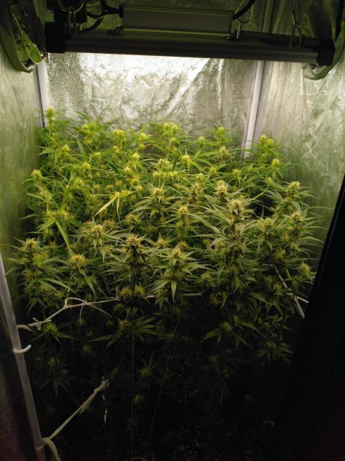 Panama Panama Haze Panama Malawi (ACE). Week 12 - 5,5 semaines de floraison