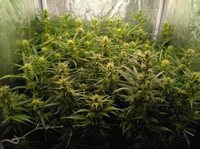 Panama Panama Haze Panama Malawi (ACE). Week 12 - 5,5 semaines de floraison