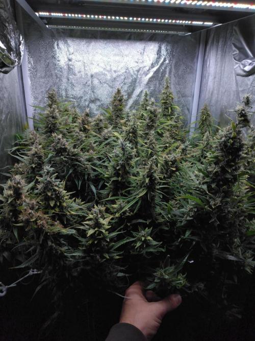 ACE Seeds - Panama door LandraceCBDLover