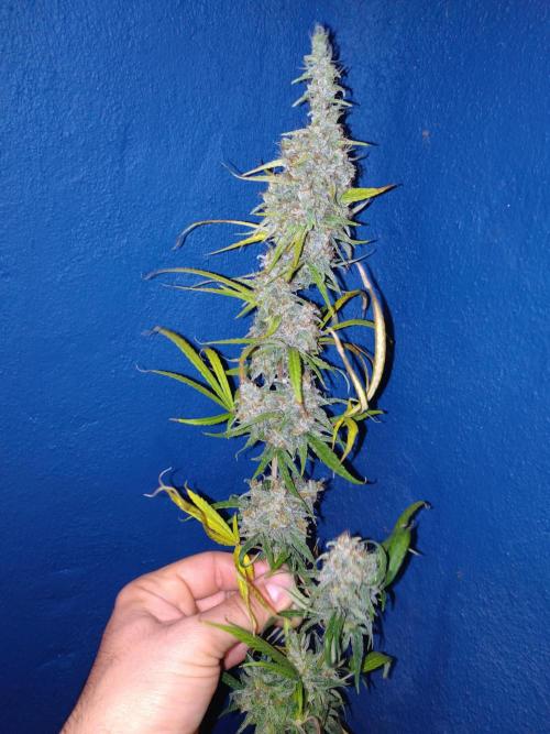 Panama Panama Haze Panama Malawi (ACE). Week 12 - 13 semaines de floraison (Panama Haze)