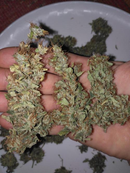 Panama Panama Haze Panama Malawi (ACE). Week 13 - dominante Panama