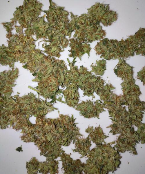 Panama Panama Haze Panama Malawi (ACE). Week 13 - dominante panama