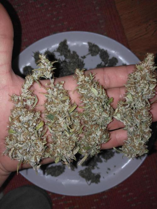 Panama Panama Haze Panama Malawi (ACE). Week 13 - Dominante Haze