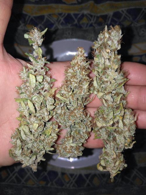 Panama Panama Haze Panama Malawi (ACE). Week 13 - Panama / Panama Haze / Panama Malawi