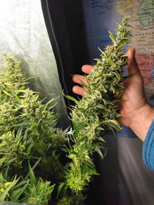 Panama Panama Haze Panama Malawi (ACE). Week 13