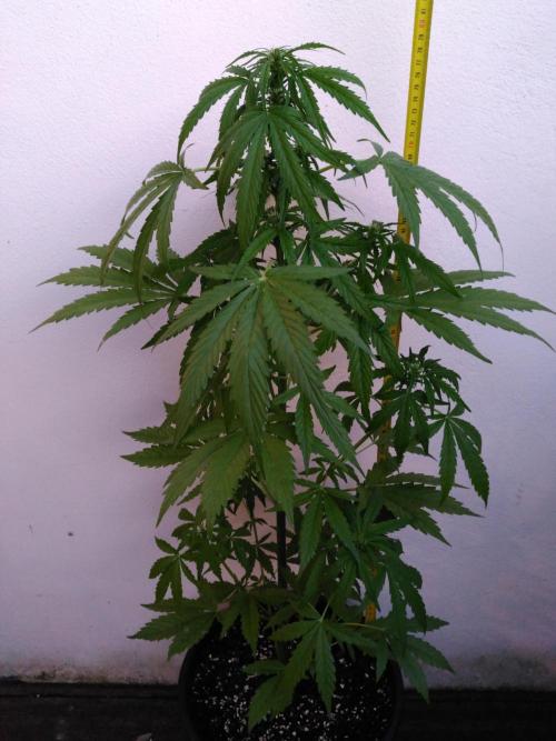 Mazar Afghani#1 - Libanaise Sinaï. Week 3 - Mazar 1 (Dutch passion)