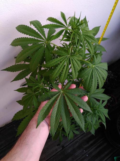 Mazar Afghani#1 - Libanaise Sinaï. Week 3 - Afghani#1
