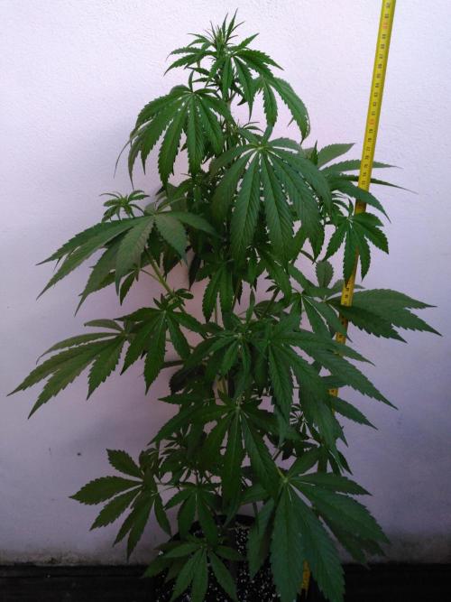 Mazar Afghani#1 - Libanaise Sinaï. Week 3 - Afghani#1 (Sensi seeds)