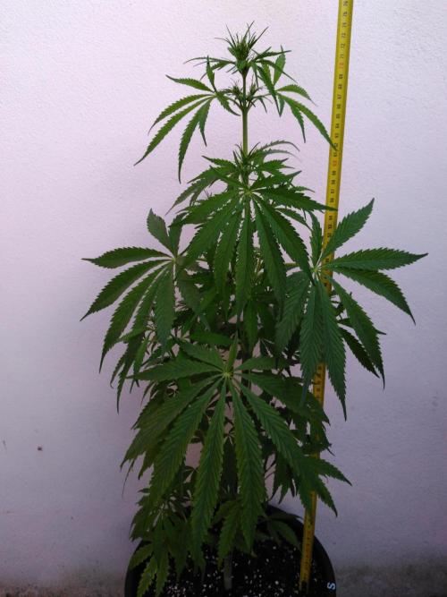 Mazar Afghani#1 - Libanaise Sinaï. Week 3 - Sinaï (The Real Seeds / Kwik seed)