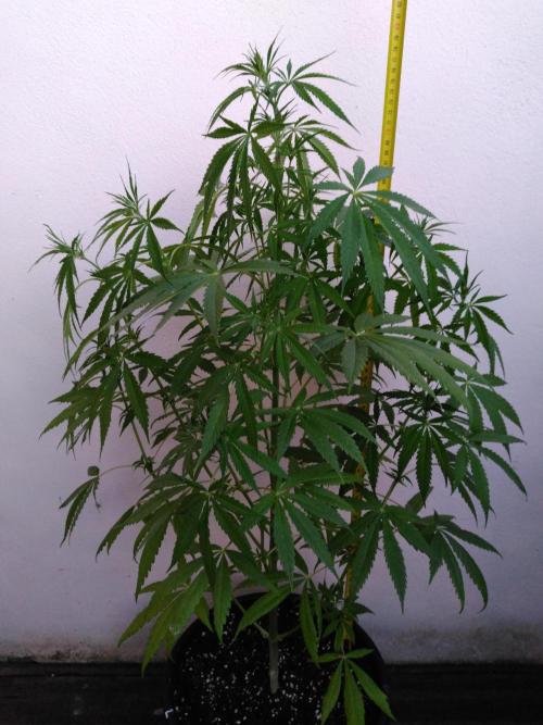 Mazar Afghani#1 - Libanaise Sinaï. Week 3 - Libanaise (ACE) non déclaré